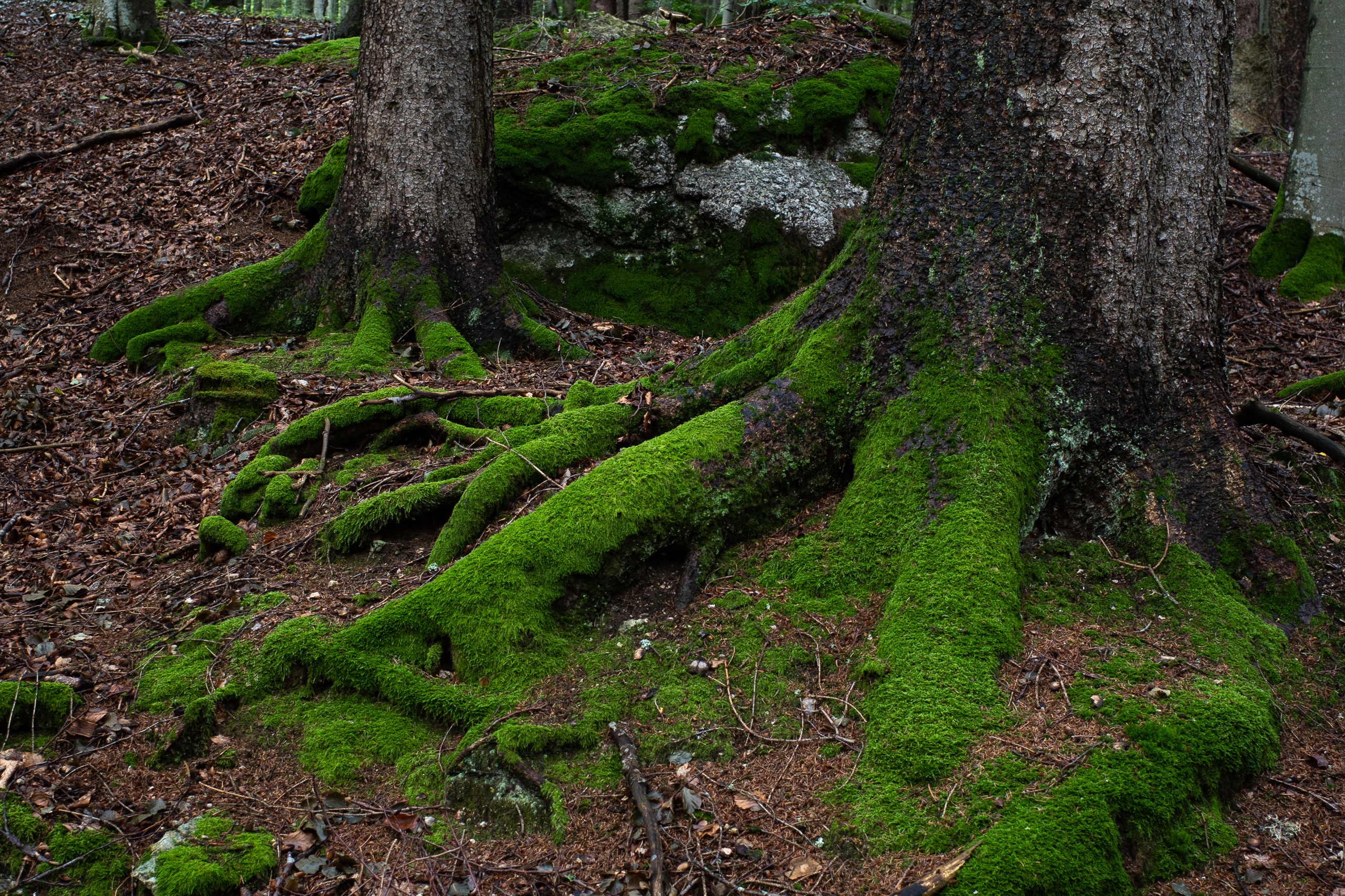 Moosüberwucherte Wurzeln im feuchten Grenzwald